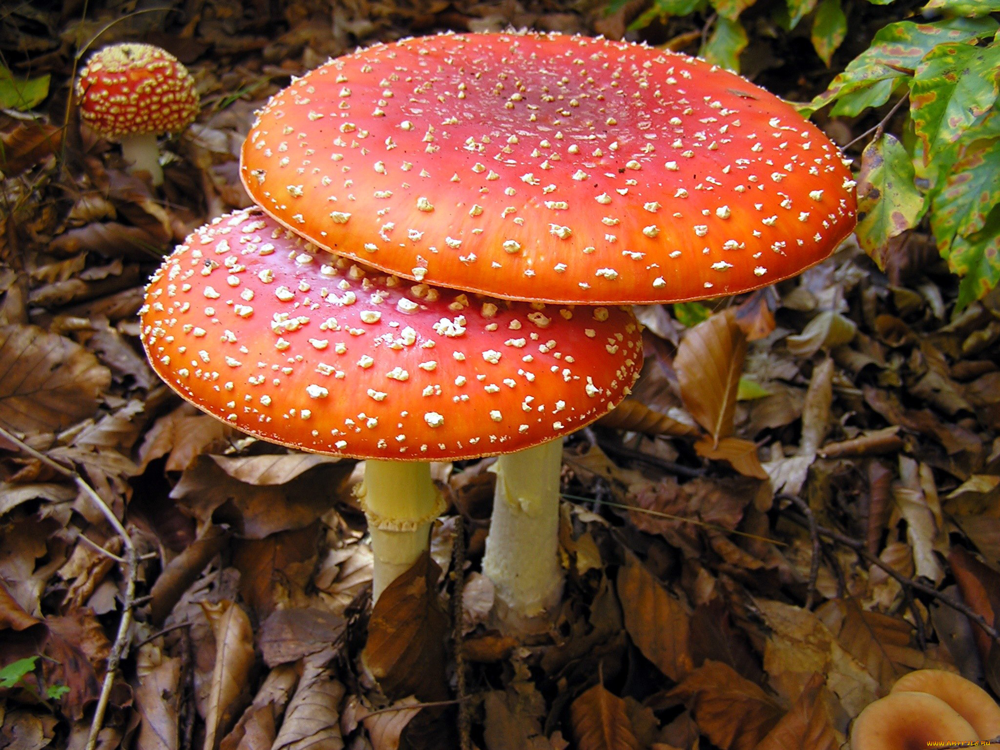 Amanita